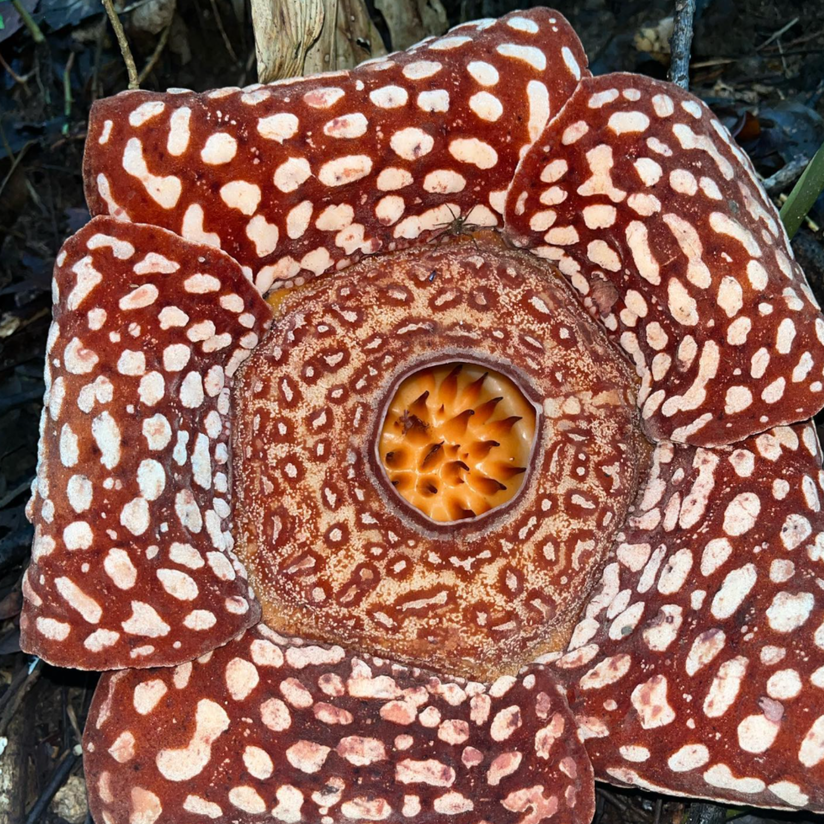 Rafflesia