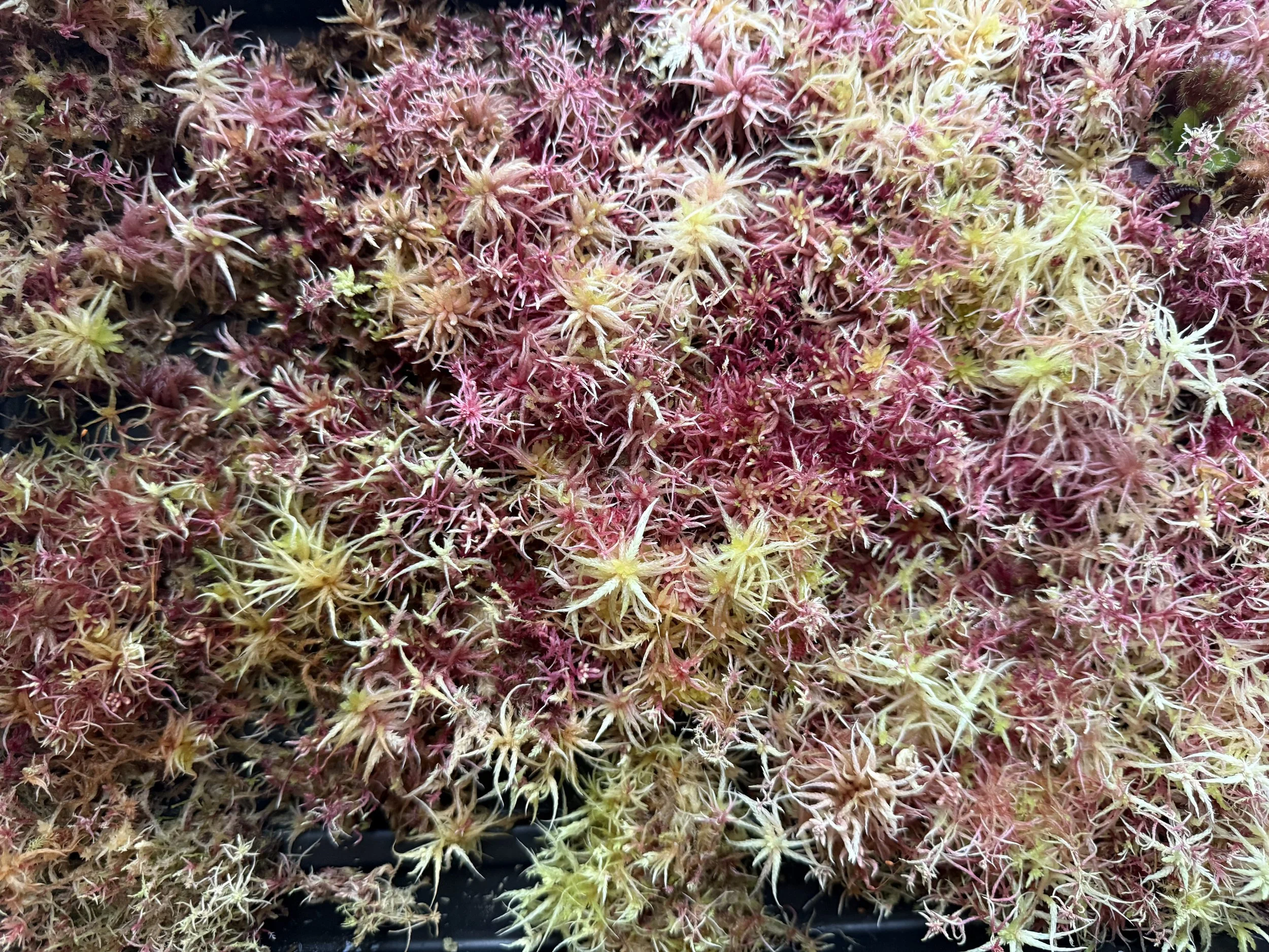 Premium Sphagnum Moss for Carnivorous Plants, Bonsai & Terrariums