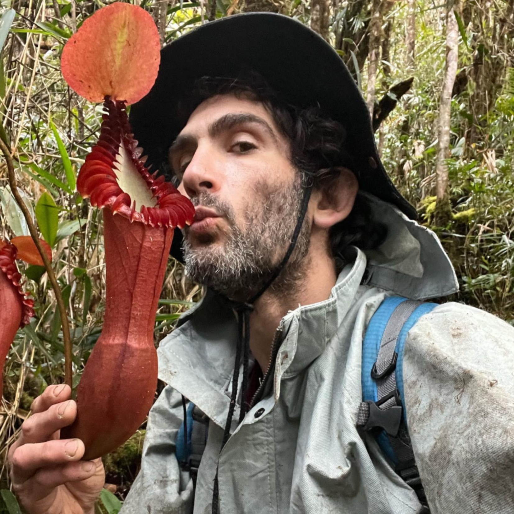 Bill Schwartz, Nepenthes edwardsiana, Mount Tambuyukon