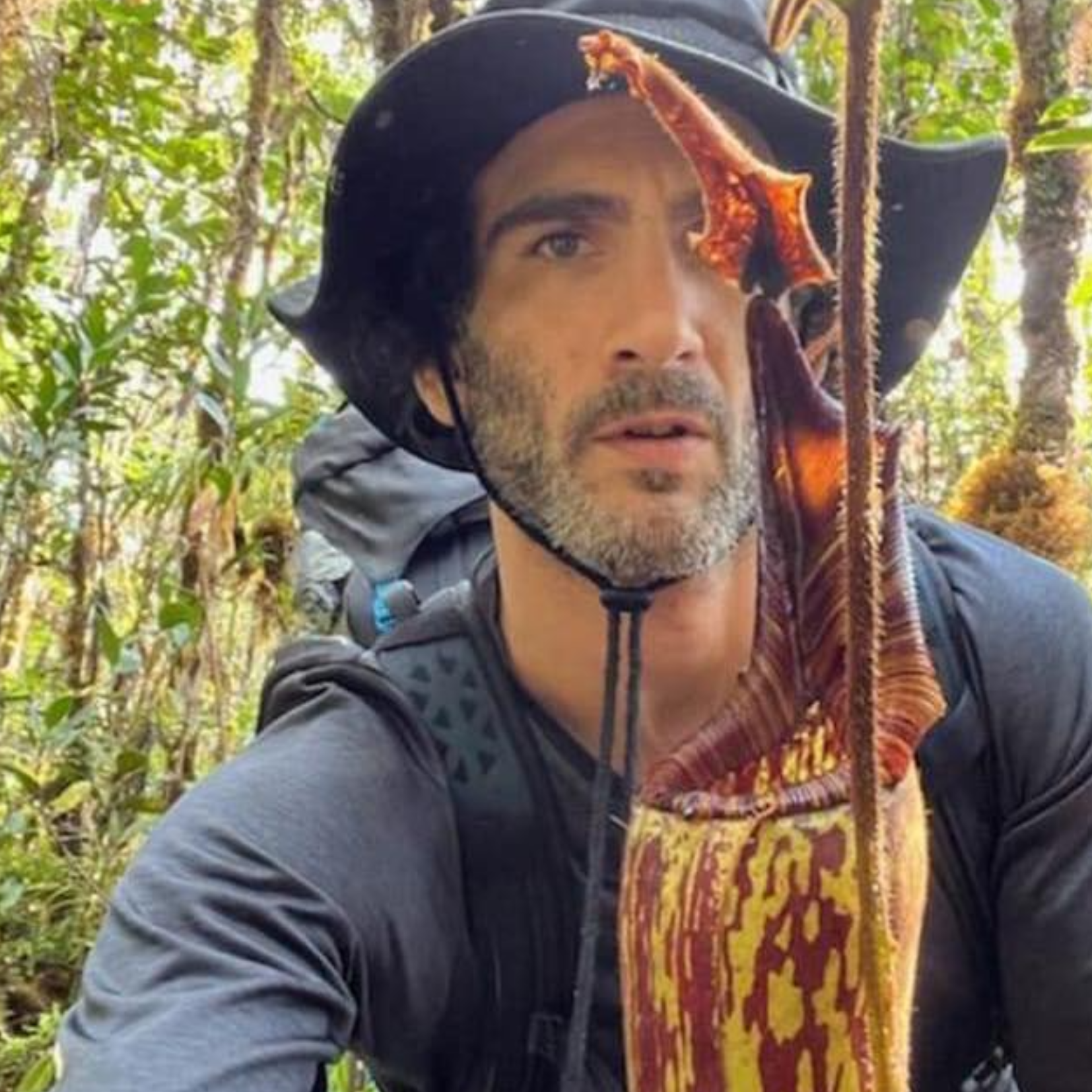 Bill Schwartz Napenthes Mollis, Mount Murud