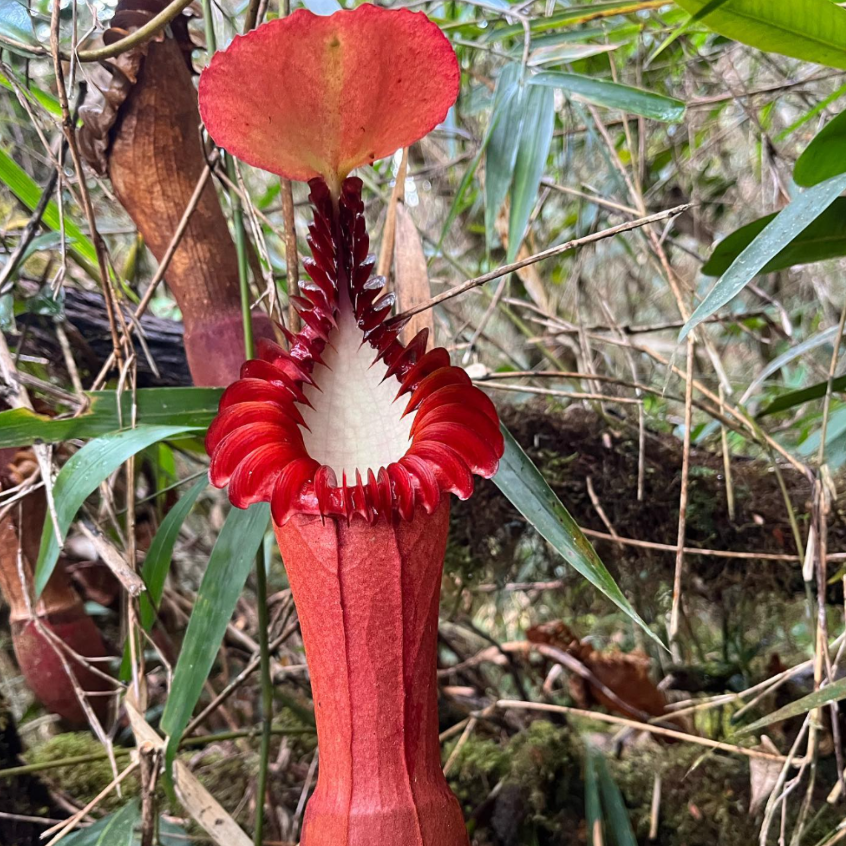 Nepenthes edwardsiana, Mount Tambuyukon