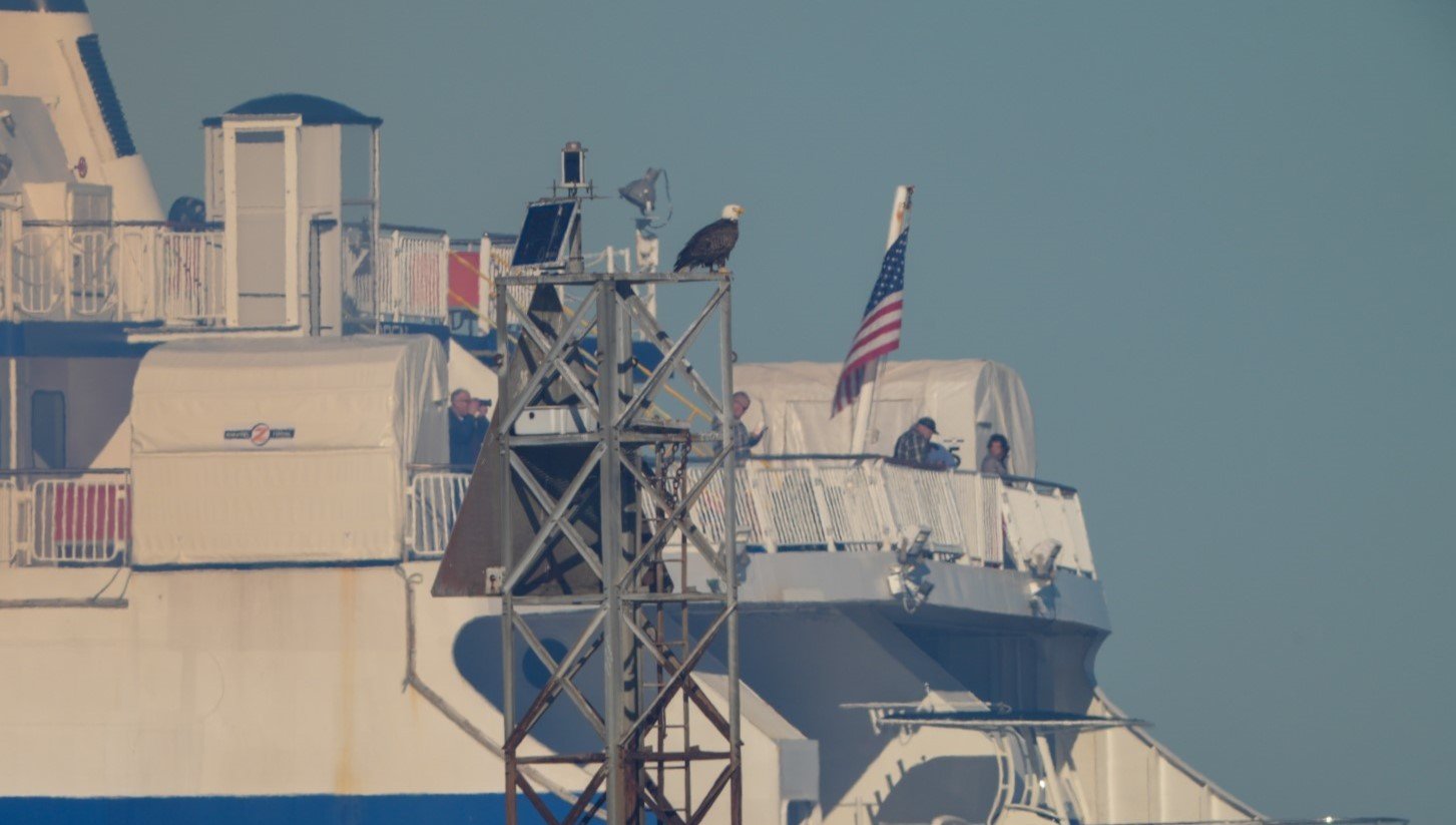 eagleferry.jpg