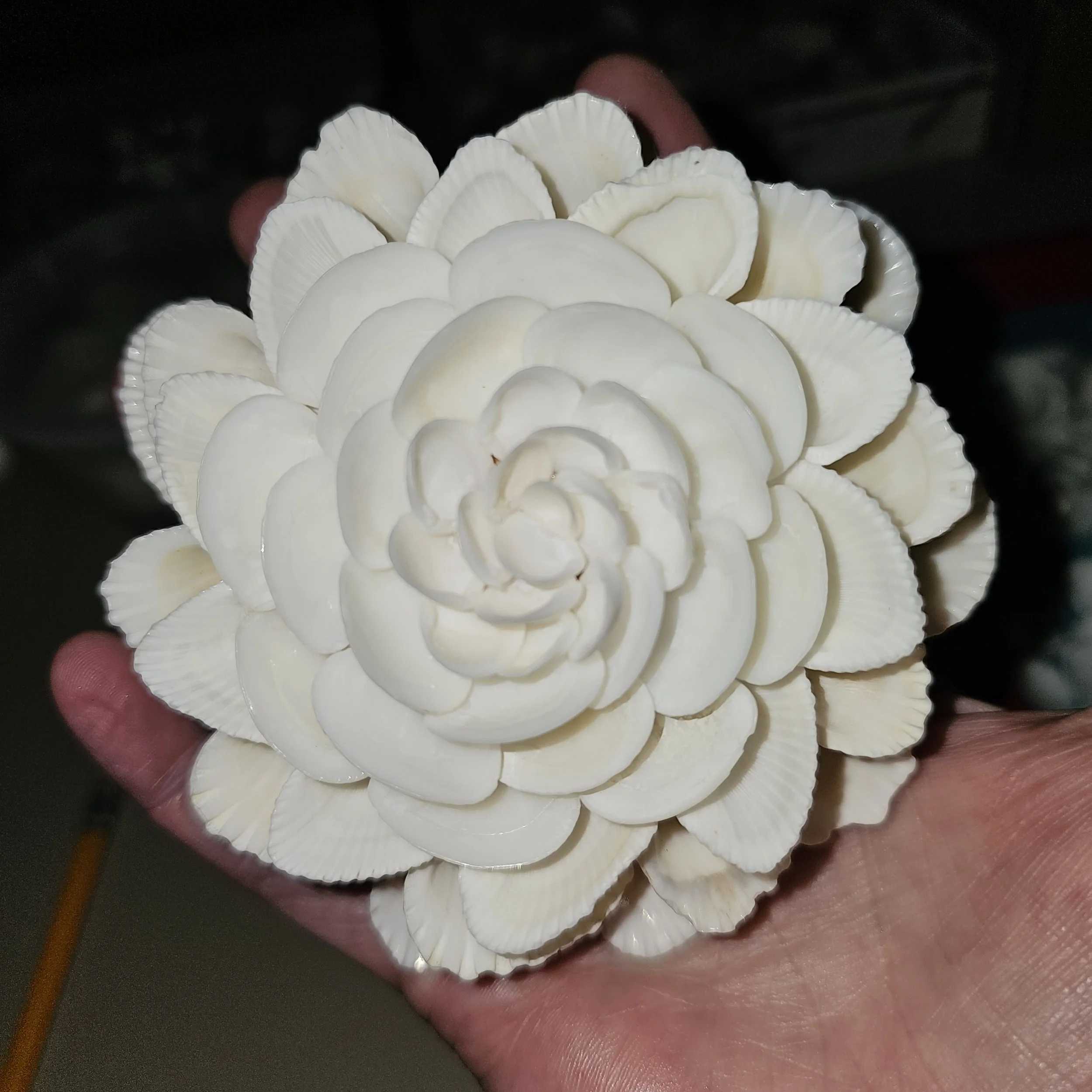 20250107_191624.jpg