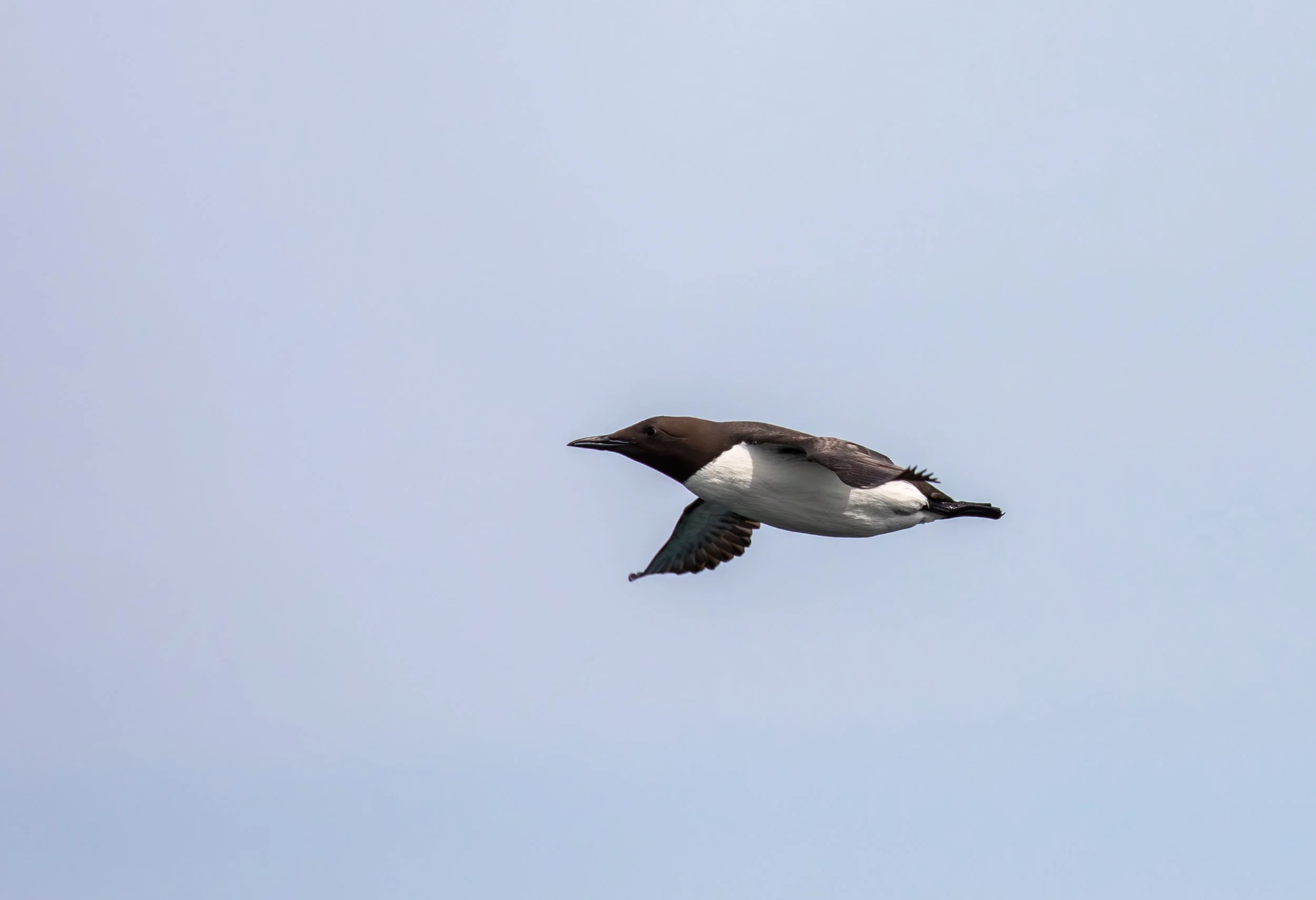 Guillemot.