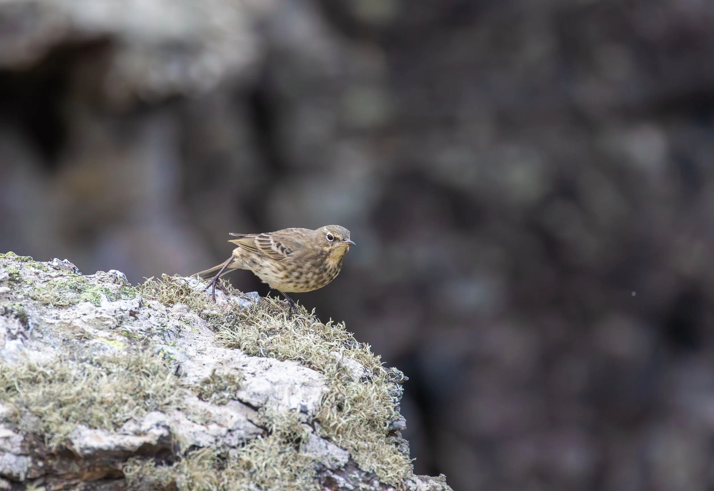 Rock Pipit.