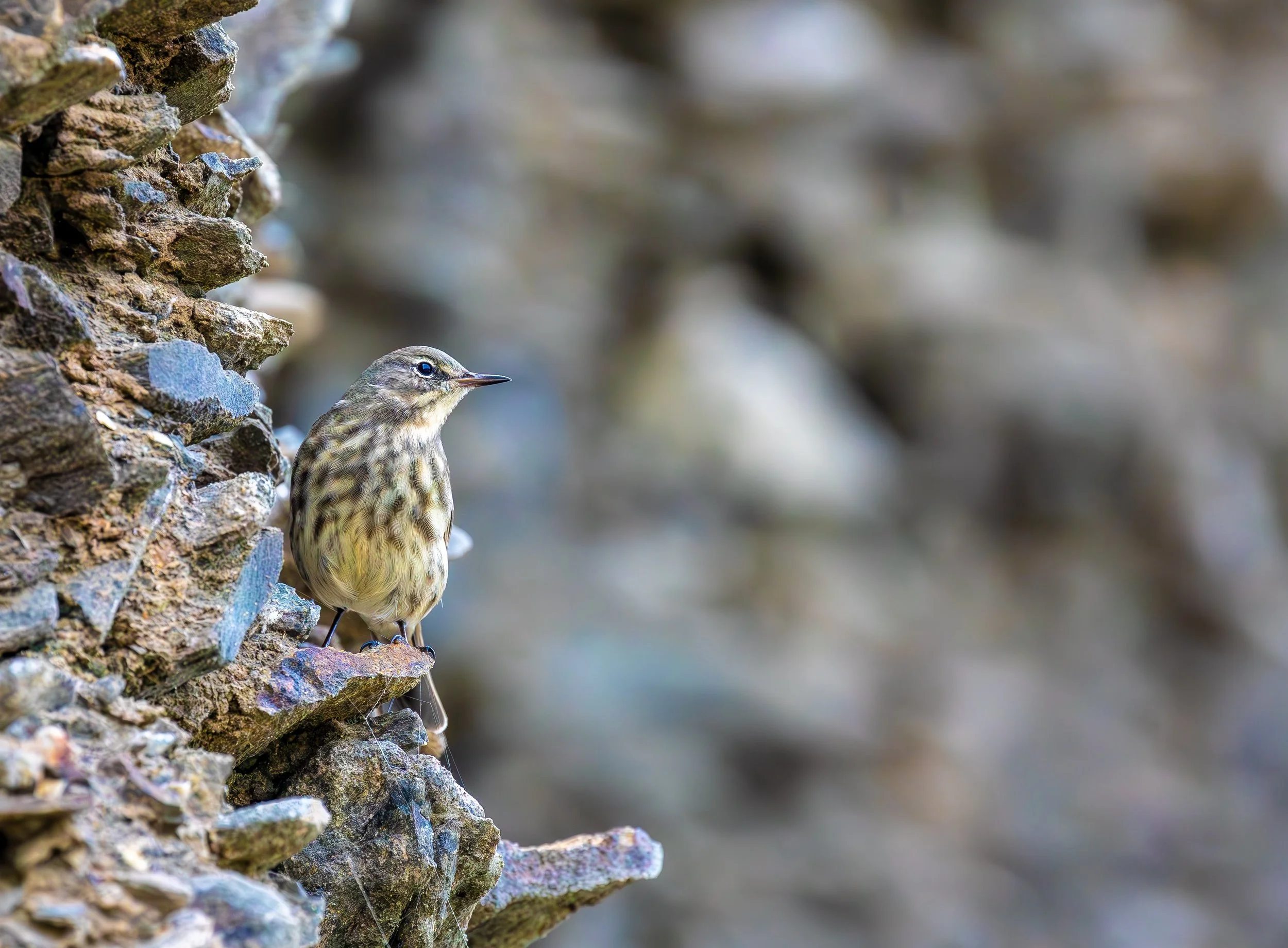 Rock Pipit.