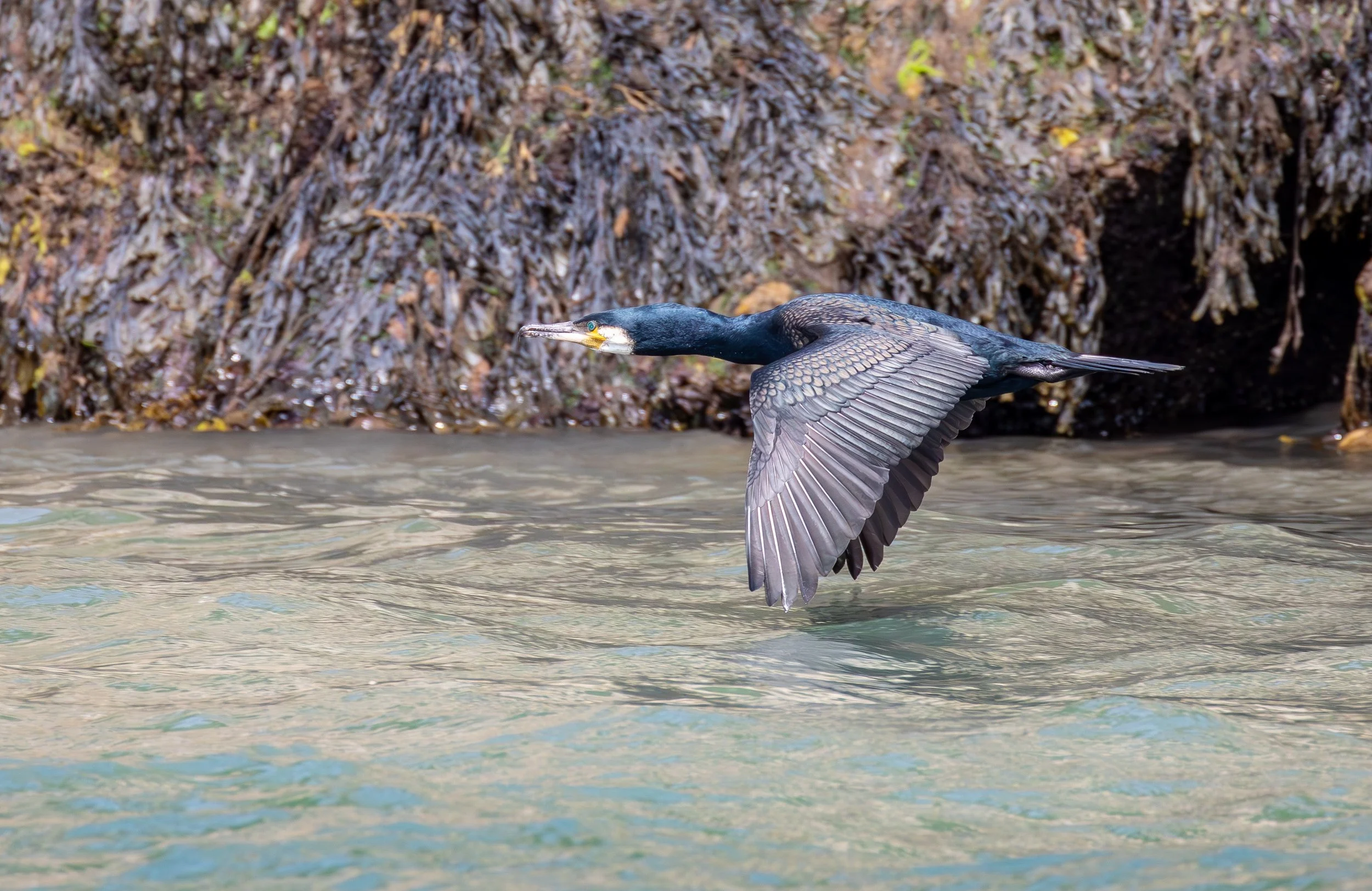 Cormorant.