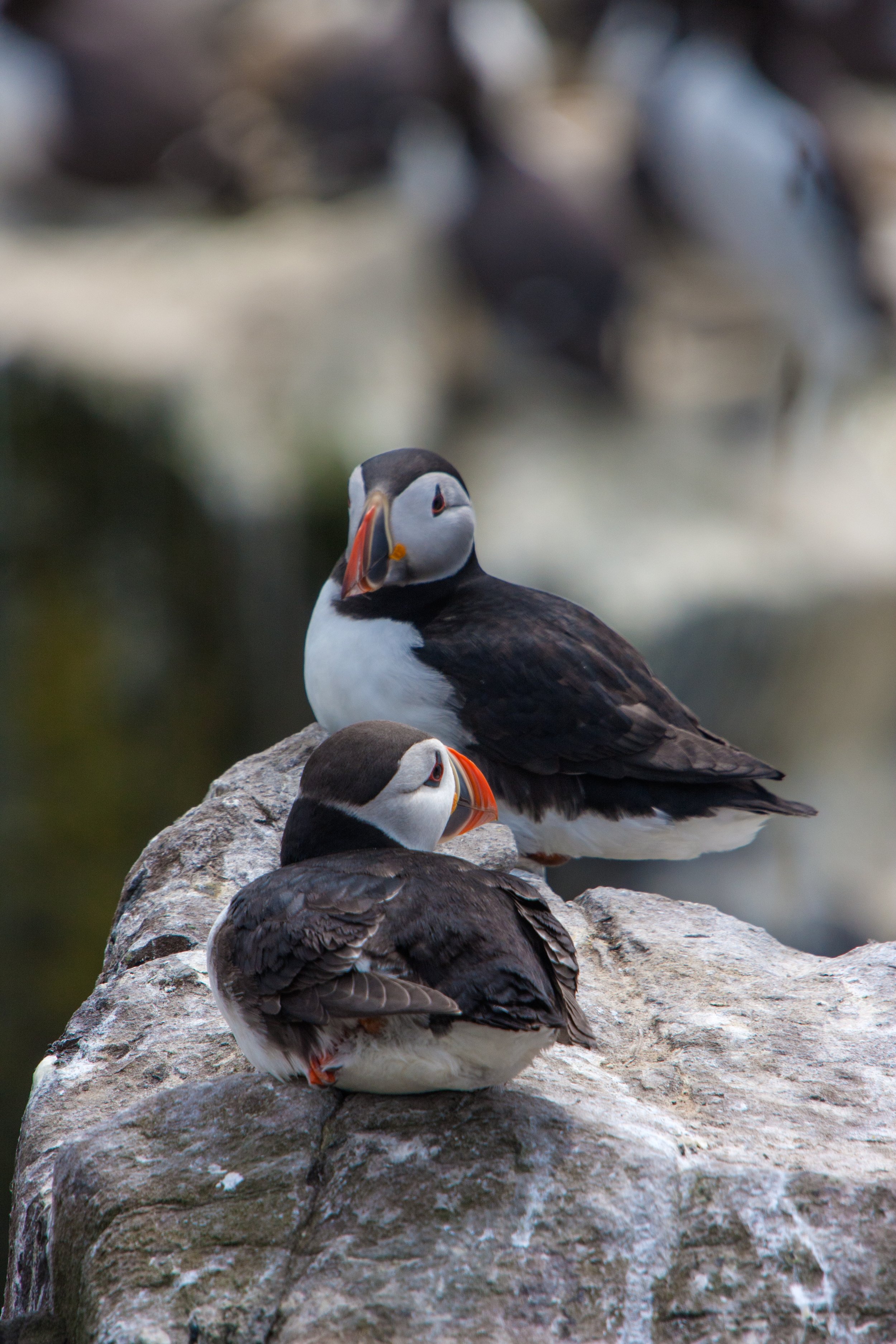 Puffin.