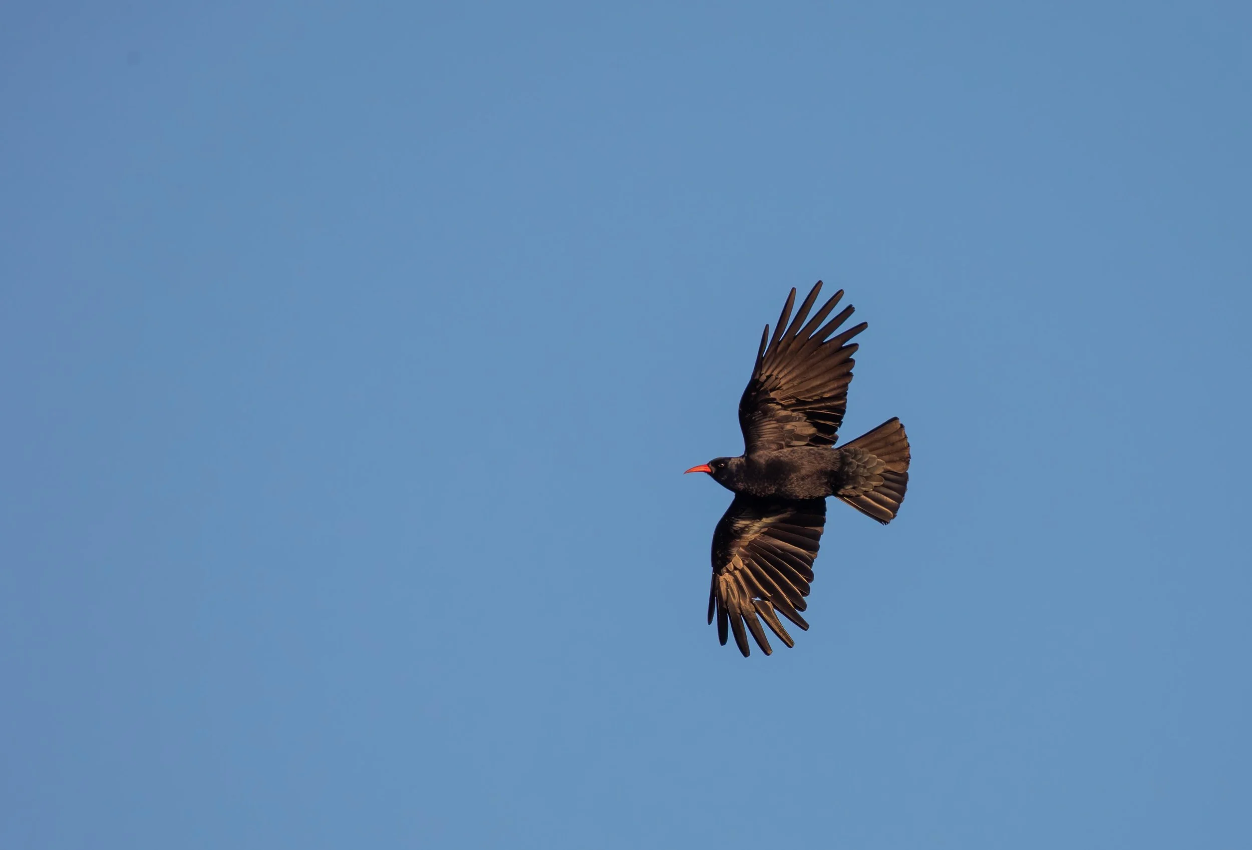 Chough.