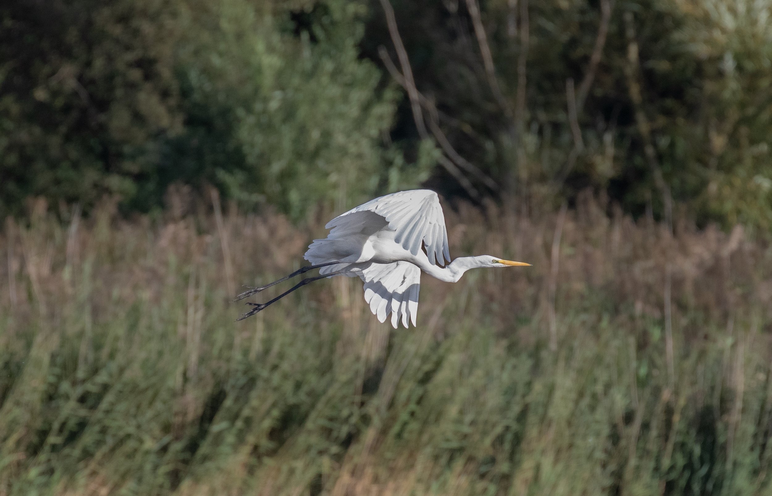 Great Egret