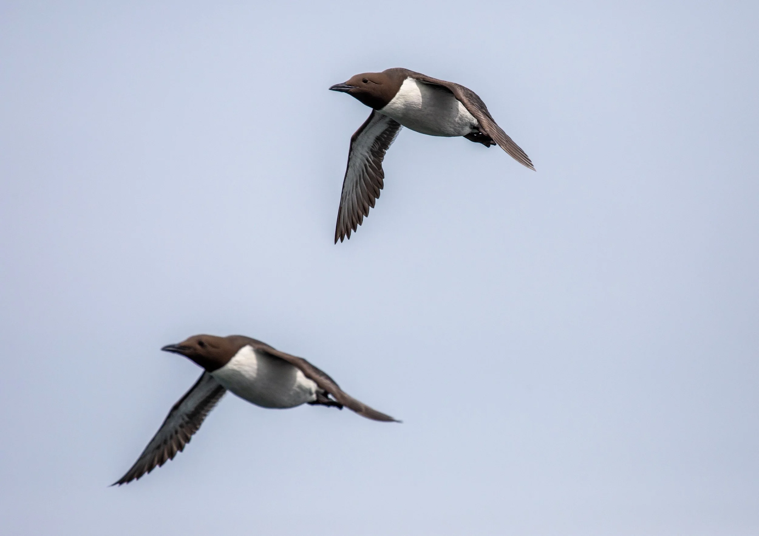 Guillemot.