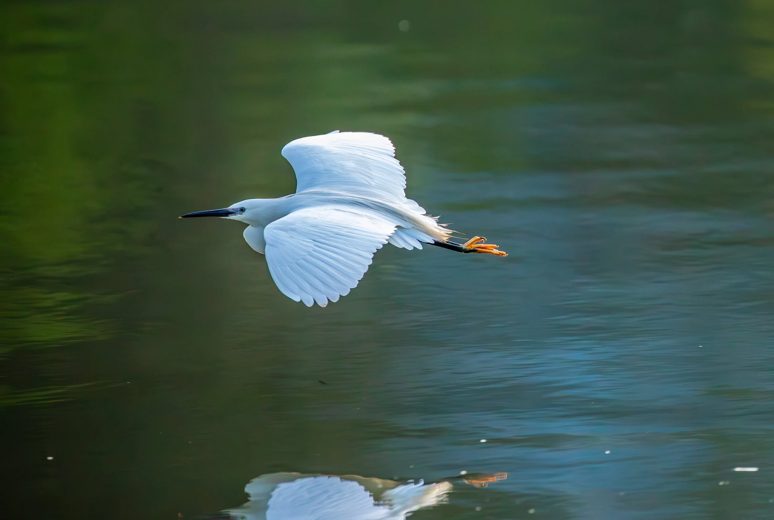 Little Egret.