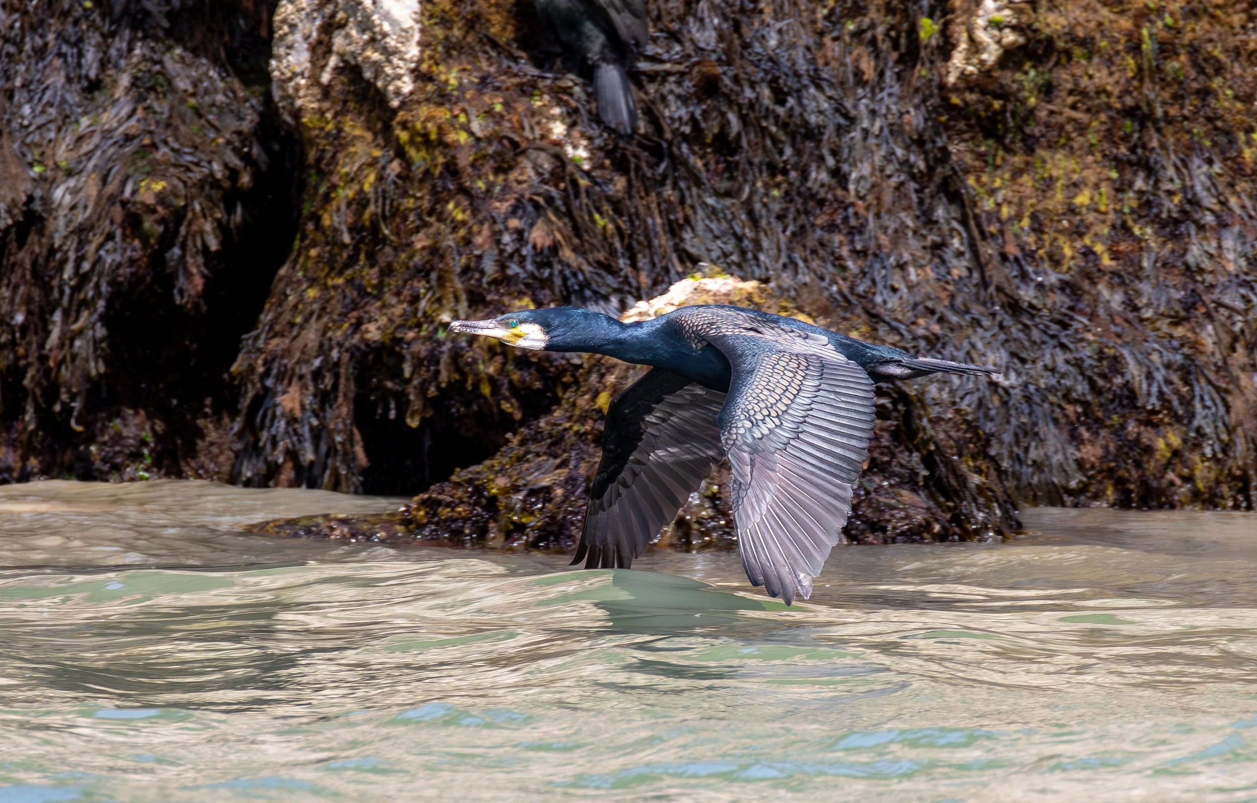 Cormorant.