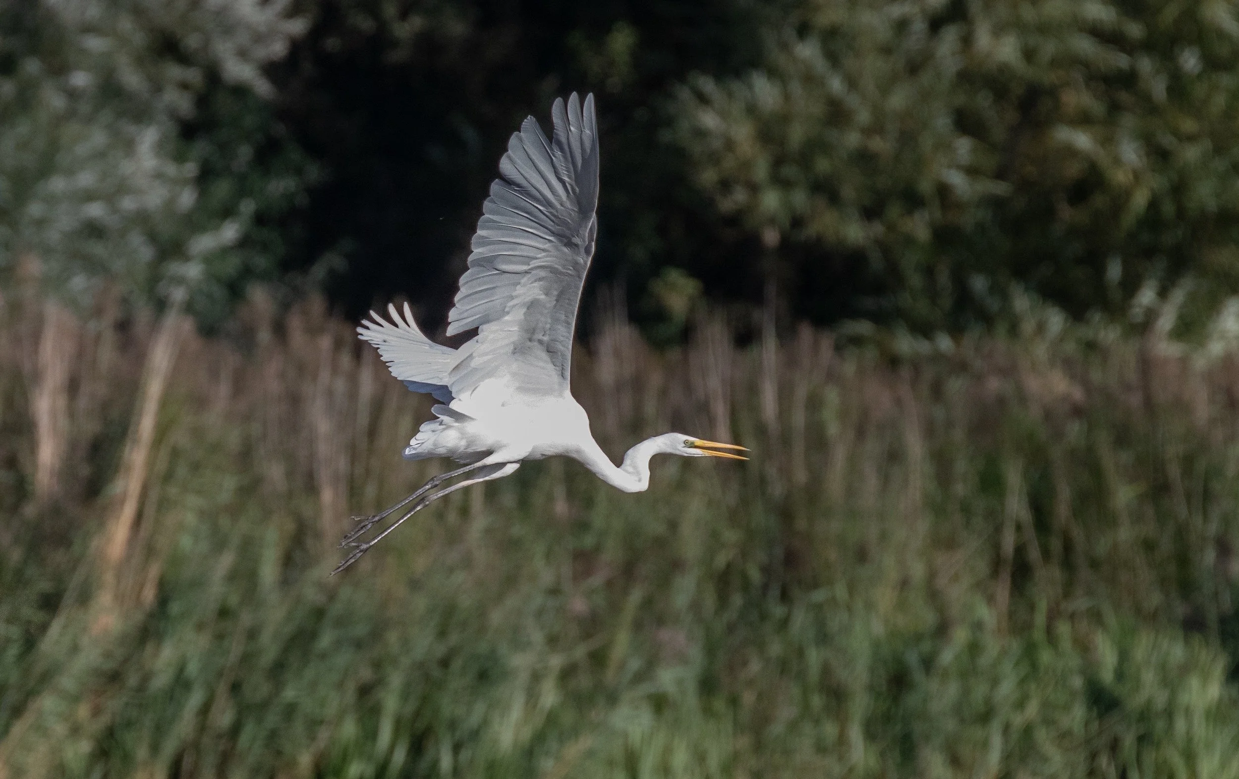 Great Egret