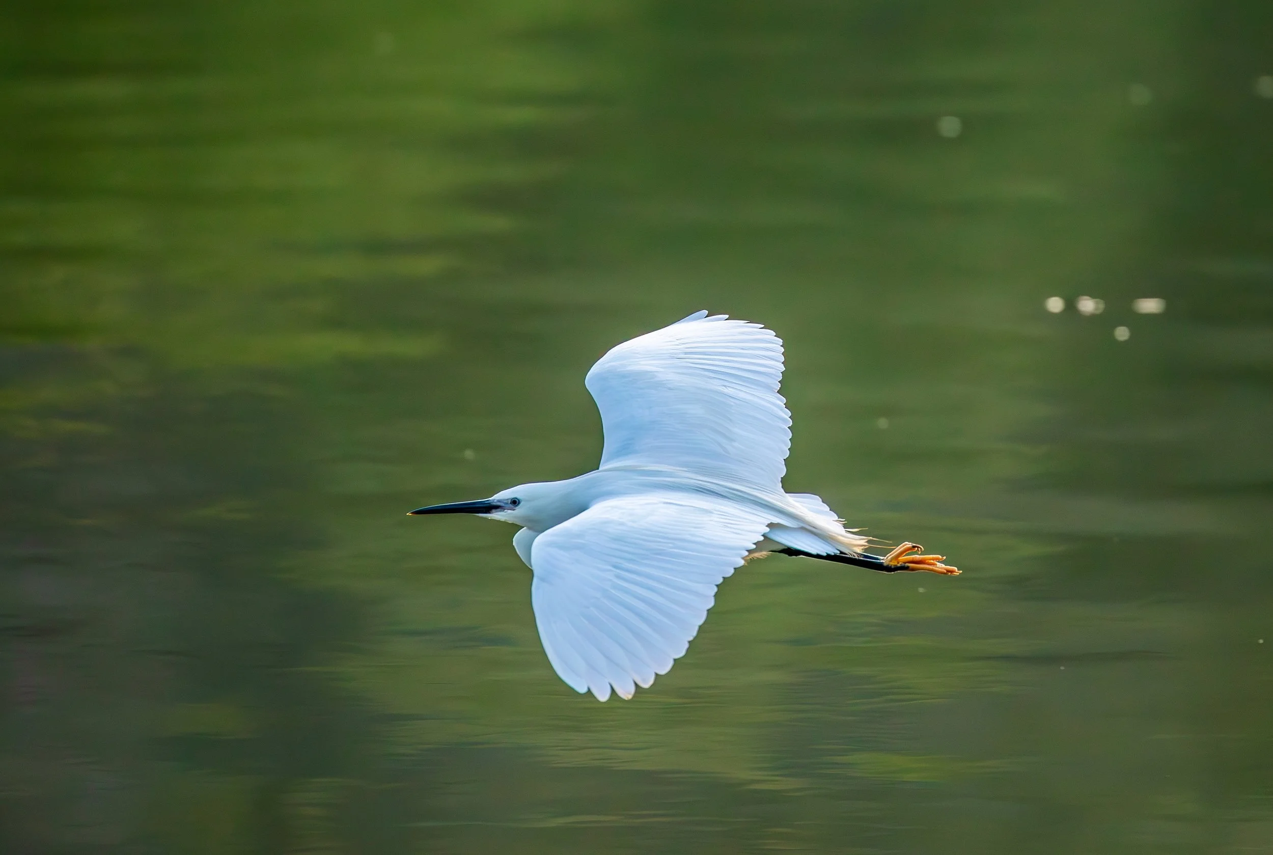 Little Egret.