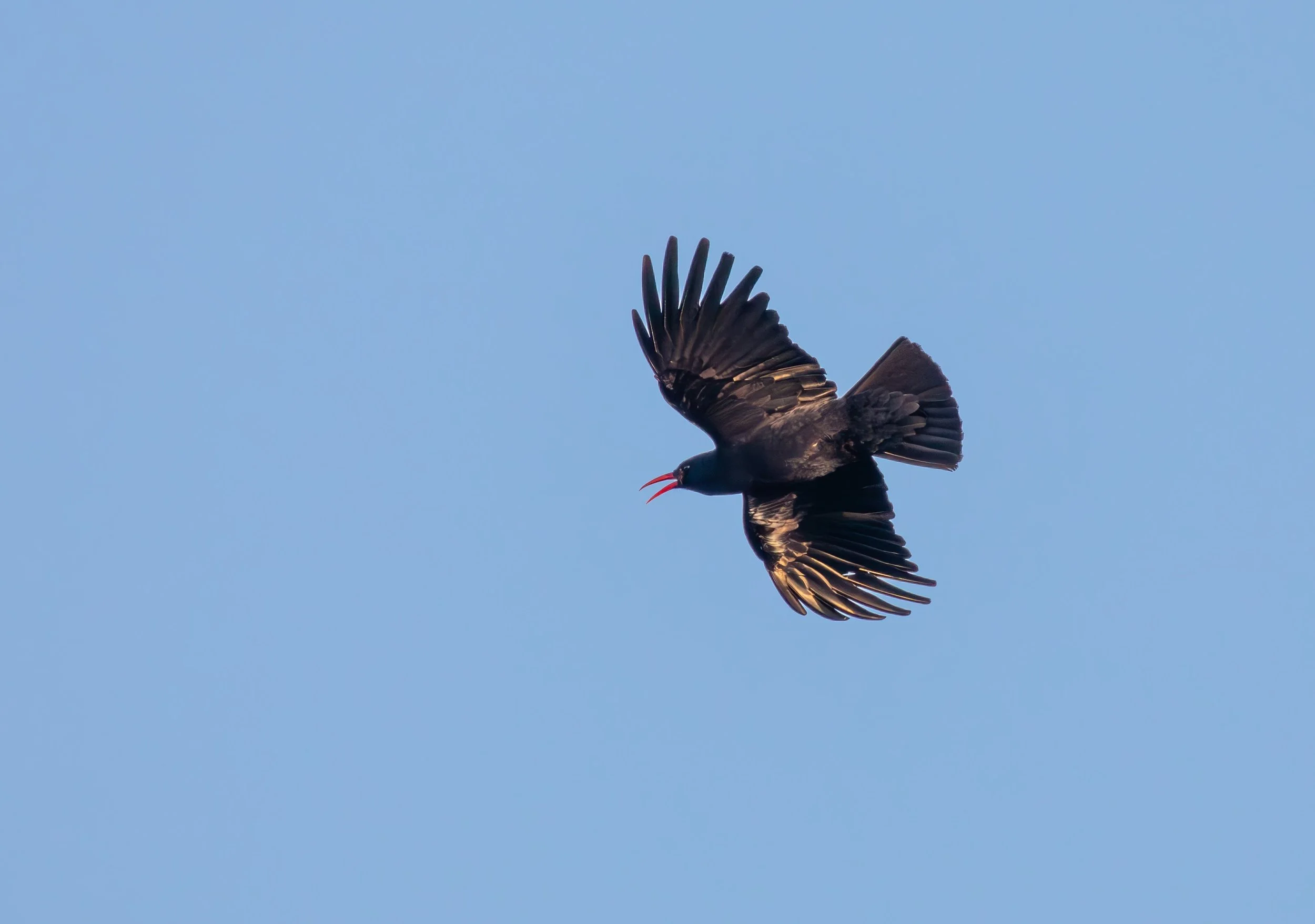Chough.