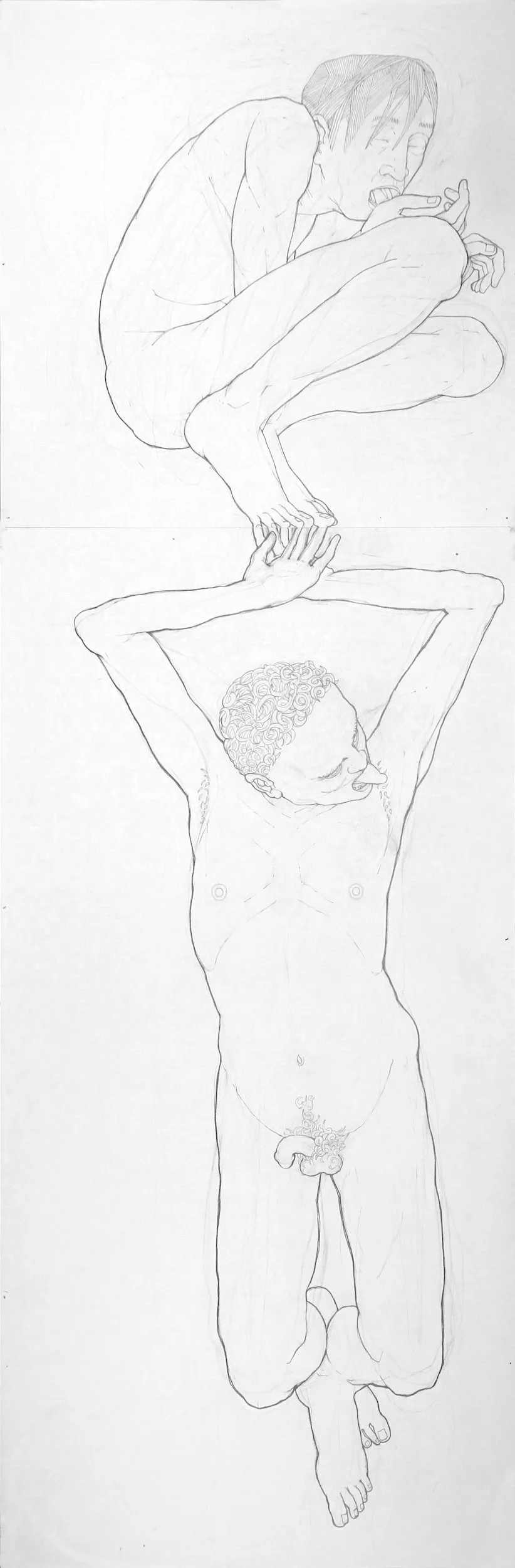 Bivalves #3 (2011), pencil on two sheets of paper, 54 x 18 inches
