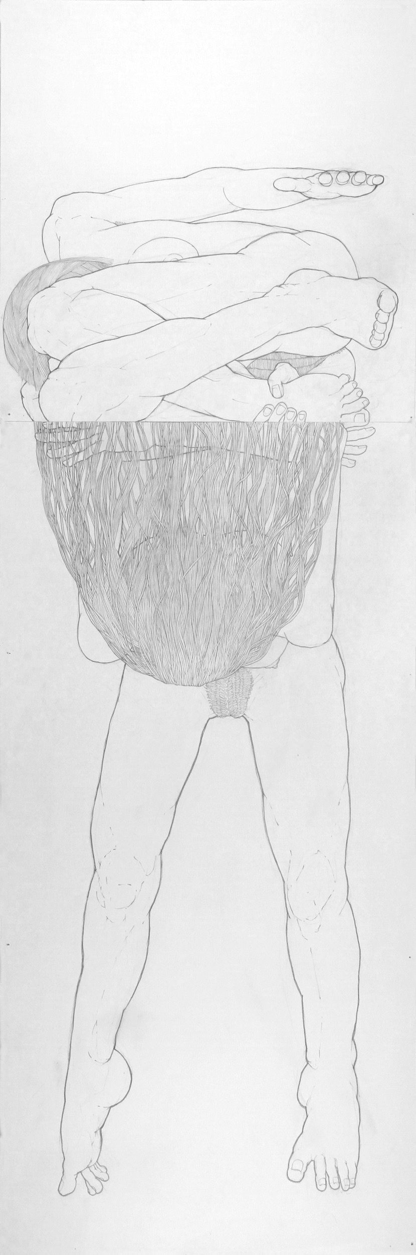 Bivalves #7 (2011), pencil on two sheets of paper, 54 x 18 inches