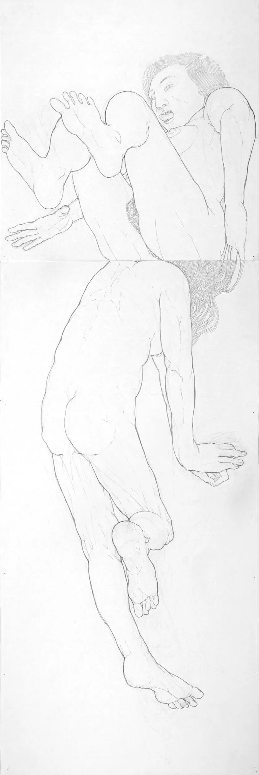 Bivalves #8 (2011), pencil on two sheets of paper, 54 x 18 inches