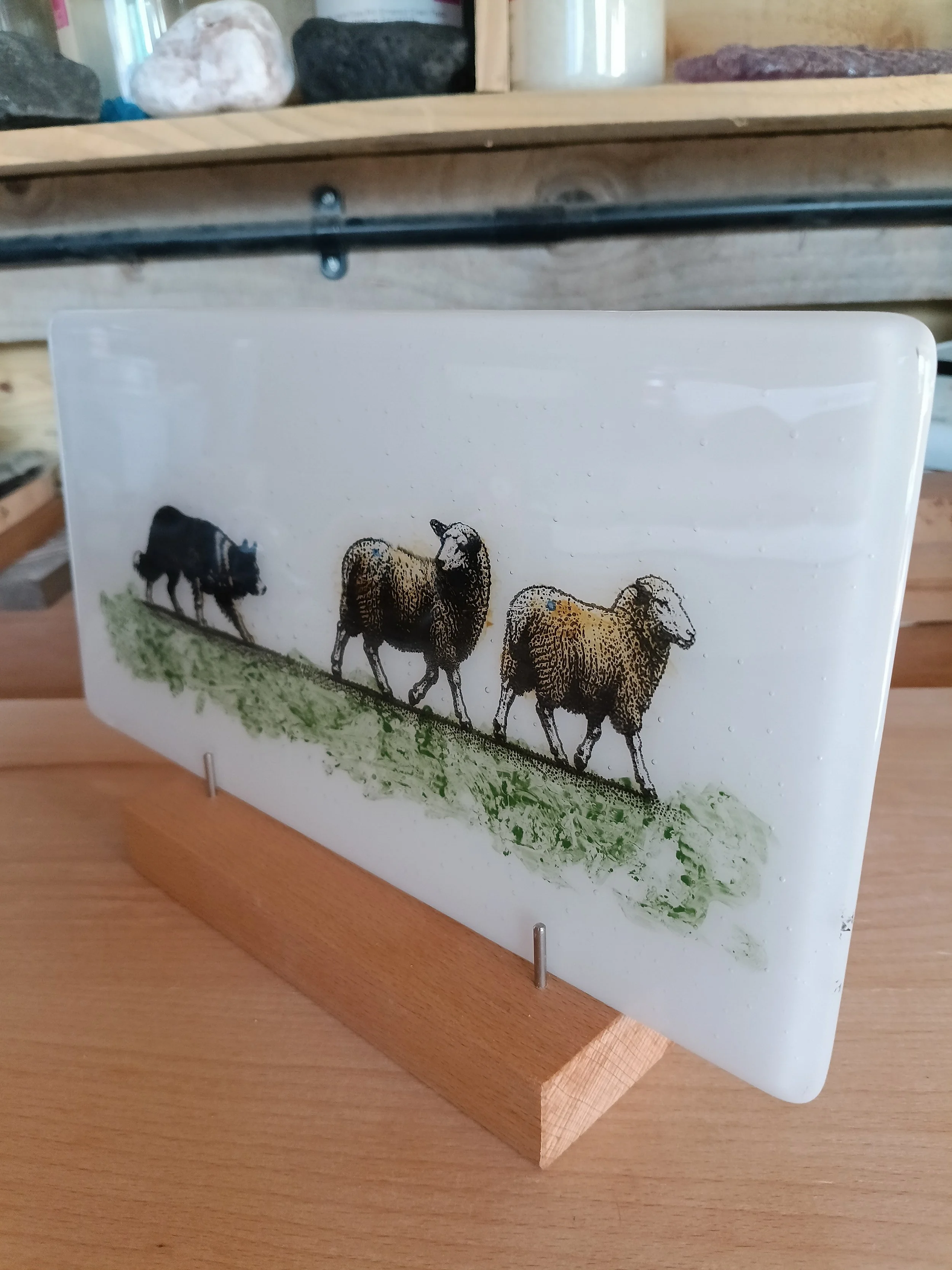 Collie Sheep Dog.jpg