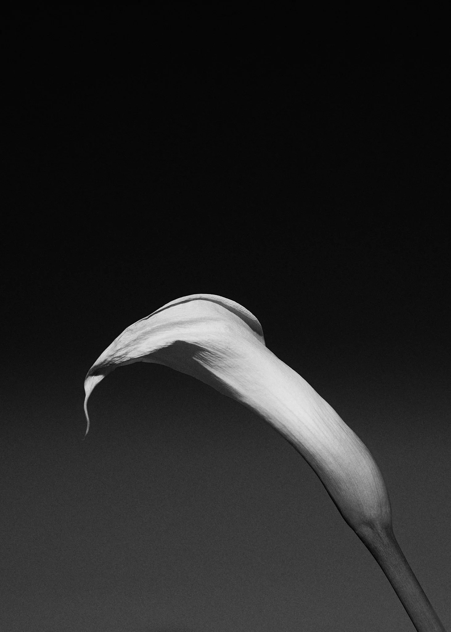 JOFFREYPIGUET-Flower home5184-HD.jpg