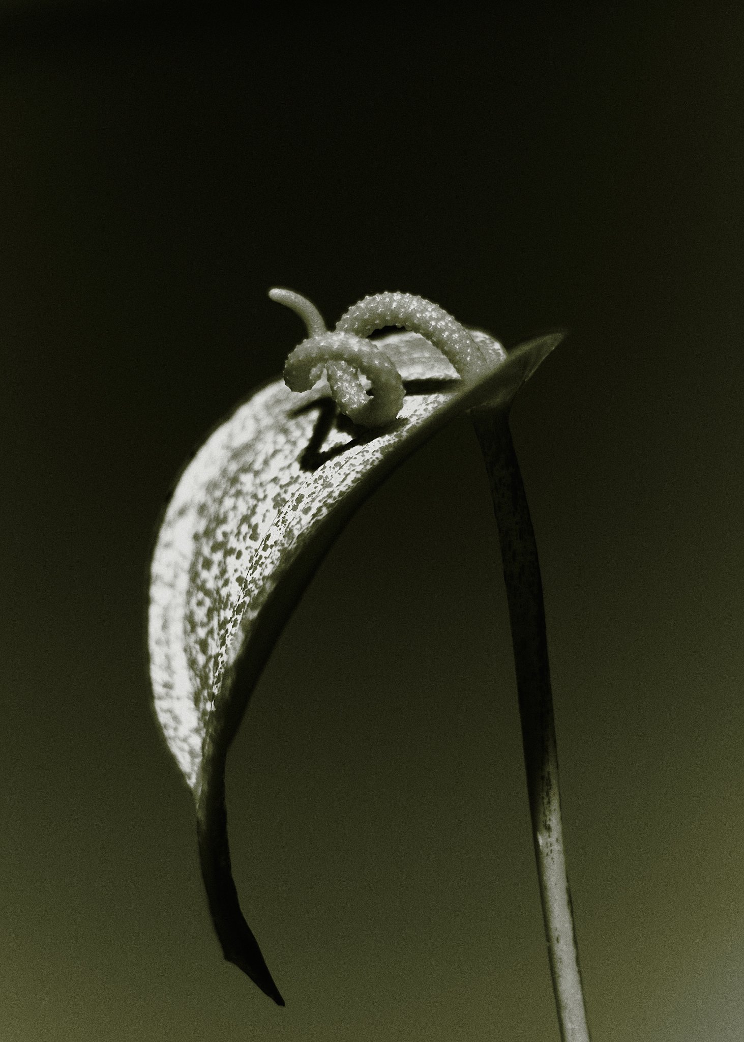 JOFFREYPIGUET-Flower home5274-HD.jpg