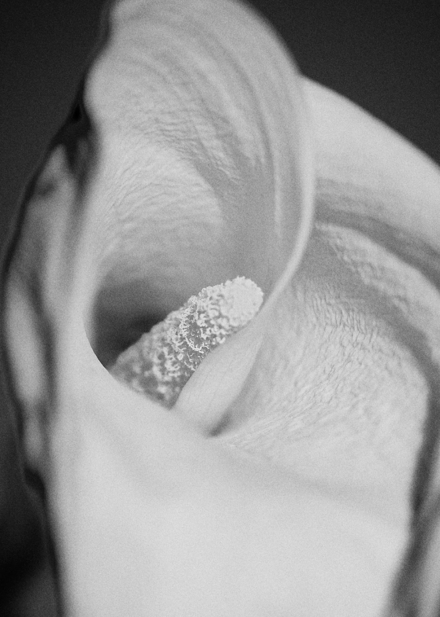 JOFFREYPIGUET-Flower home5242-HD.jpg