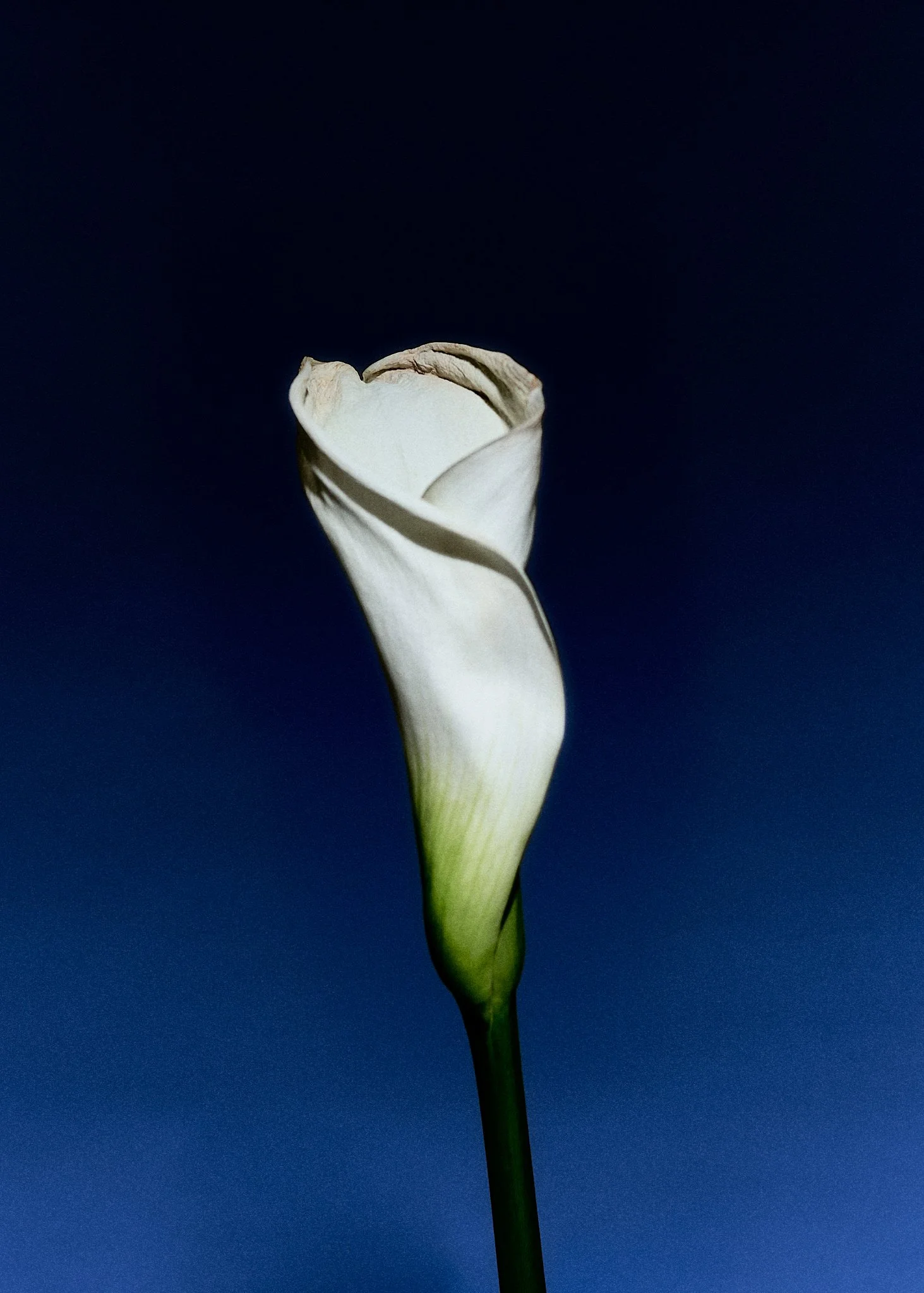 JOFFREYPIGUET-Flower home5182-HD.jpg