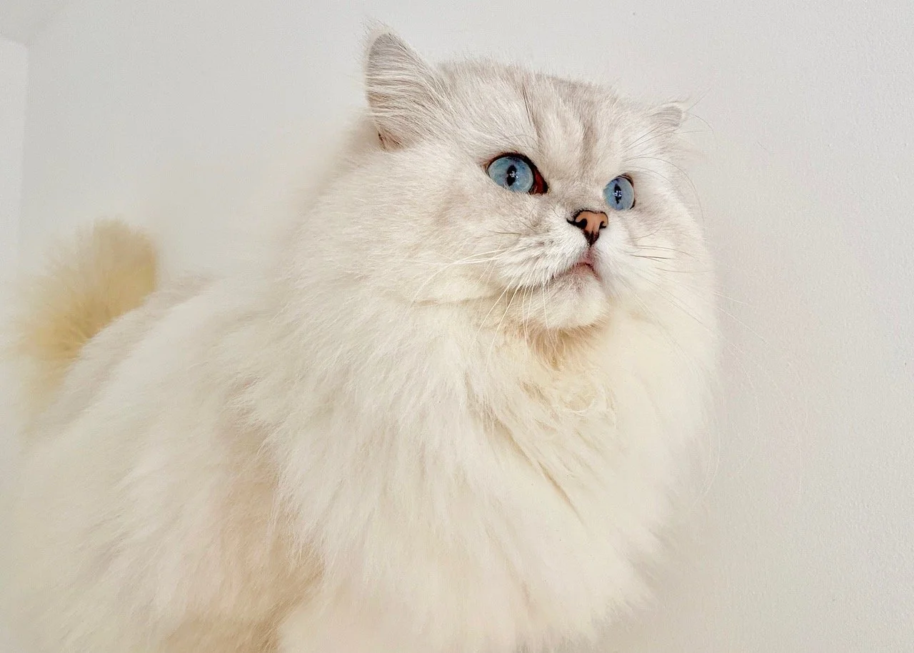 the-british-longhair-cat-belle-ayr-cats