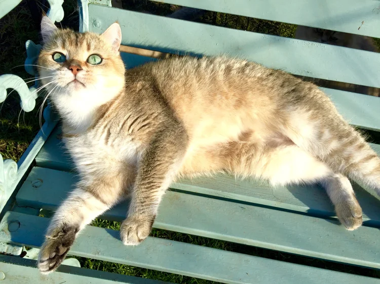 When to Retiring a Breeding Female Cat: Expert Tips & Timing Guide