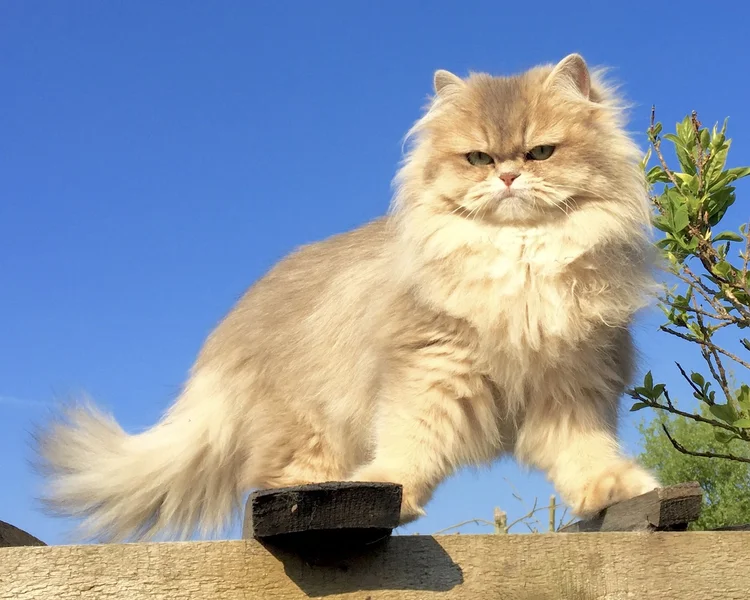 What Age Should You Retire a Breeding Cat: Expert Guidelines Revealed