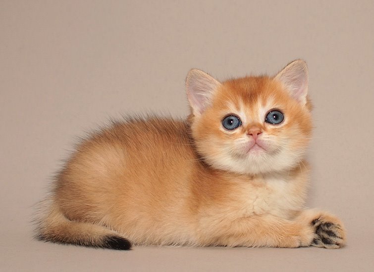 kitten-photo-4-weeks.jpg