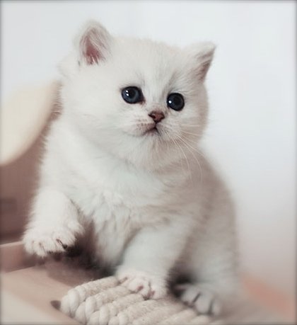 kitten-photo-6-weeks.jpg
