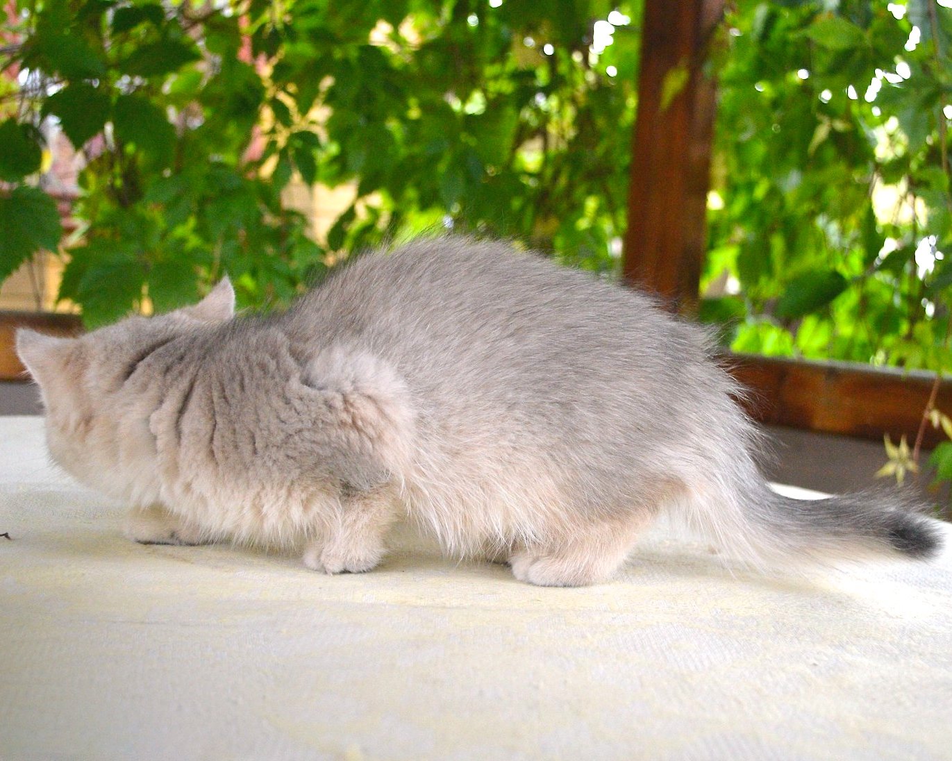 Blue Golden Shorthair Kitten ay11 (Shaded)
