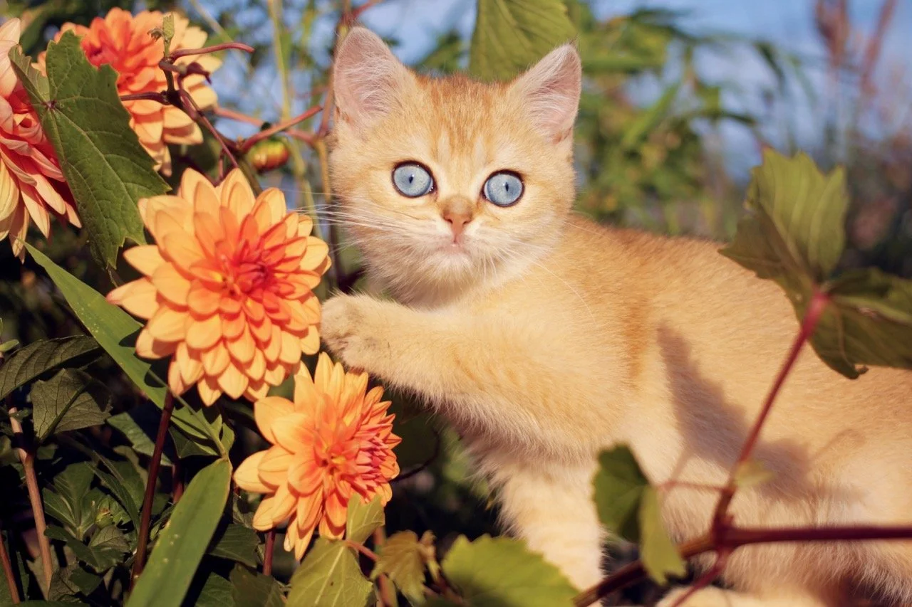 Visiting Our Cattery