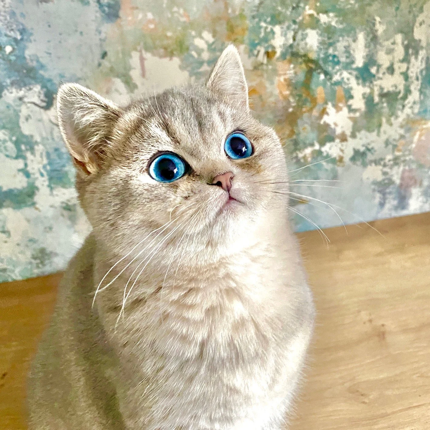 Blue Eye — BELLE AYR CATS