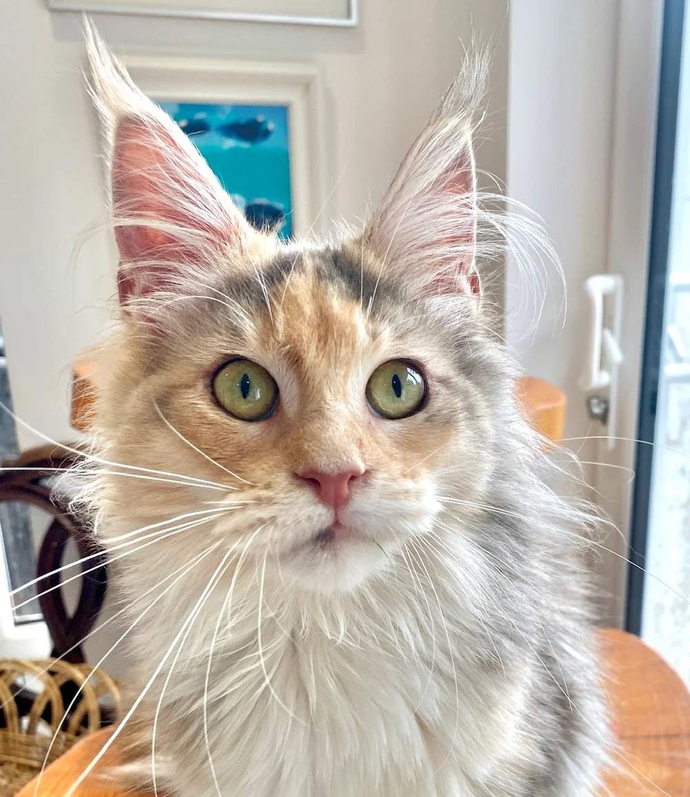 How to Be a Cat Breeder Uk: Ultimate Guide to Success