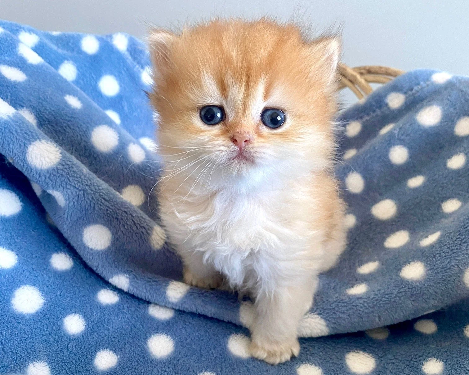 25-0619 Copper Golden, British Longhair, Male