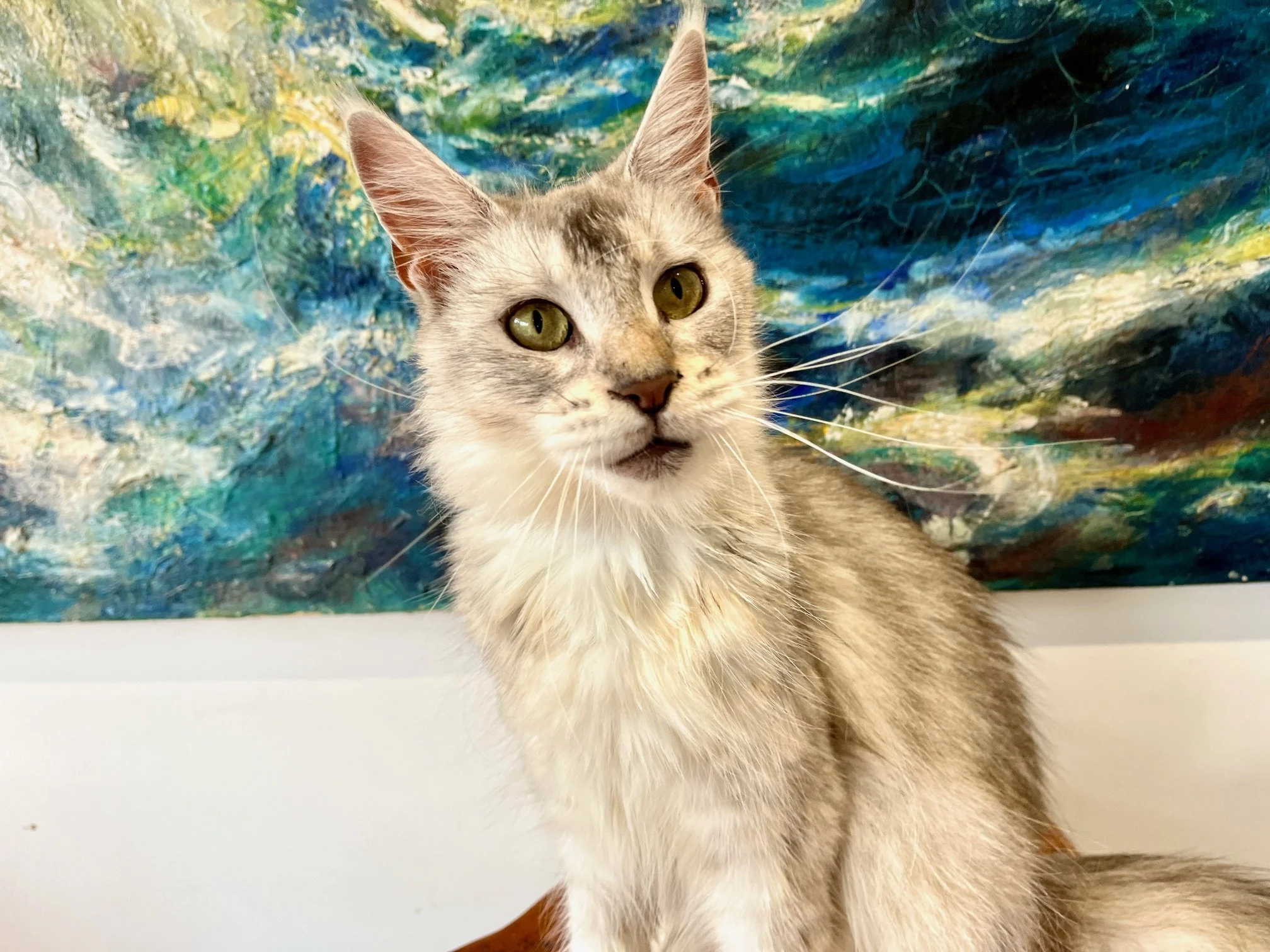 25-0706 Priya, Blue Silver, Maine Coon, Female