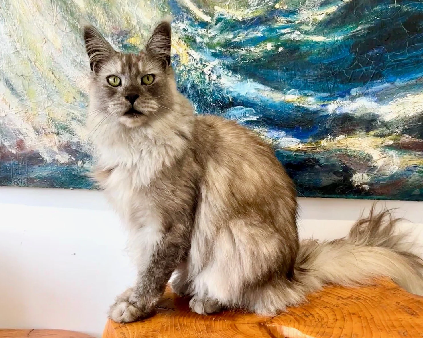 25-0704 Wolfy, Black Smoke, Maine Coon, Male