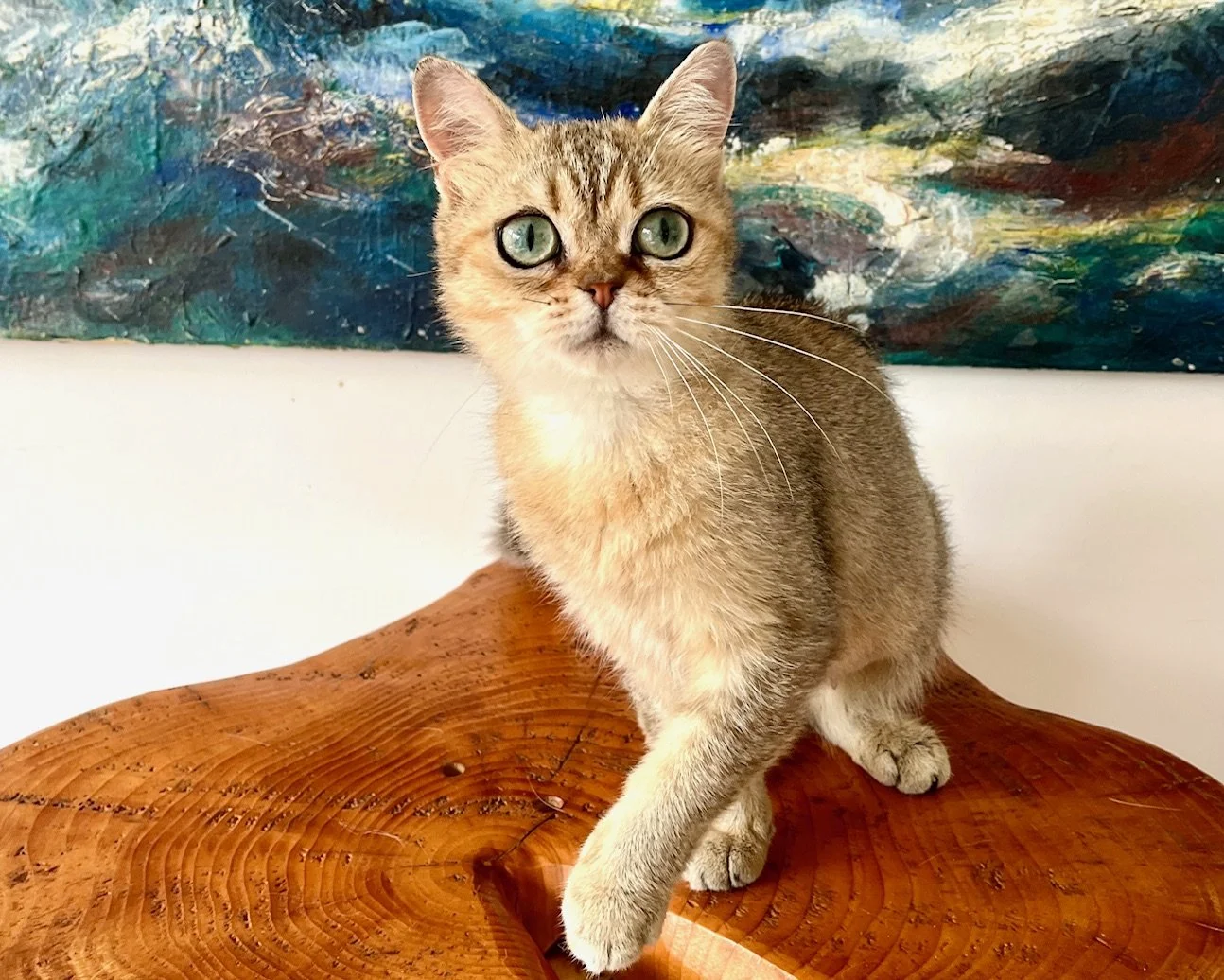 25-0707 Odessa, Golden, British Shorthair, Female