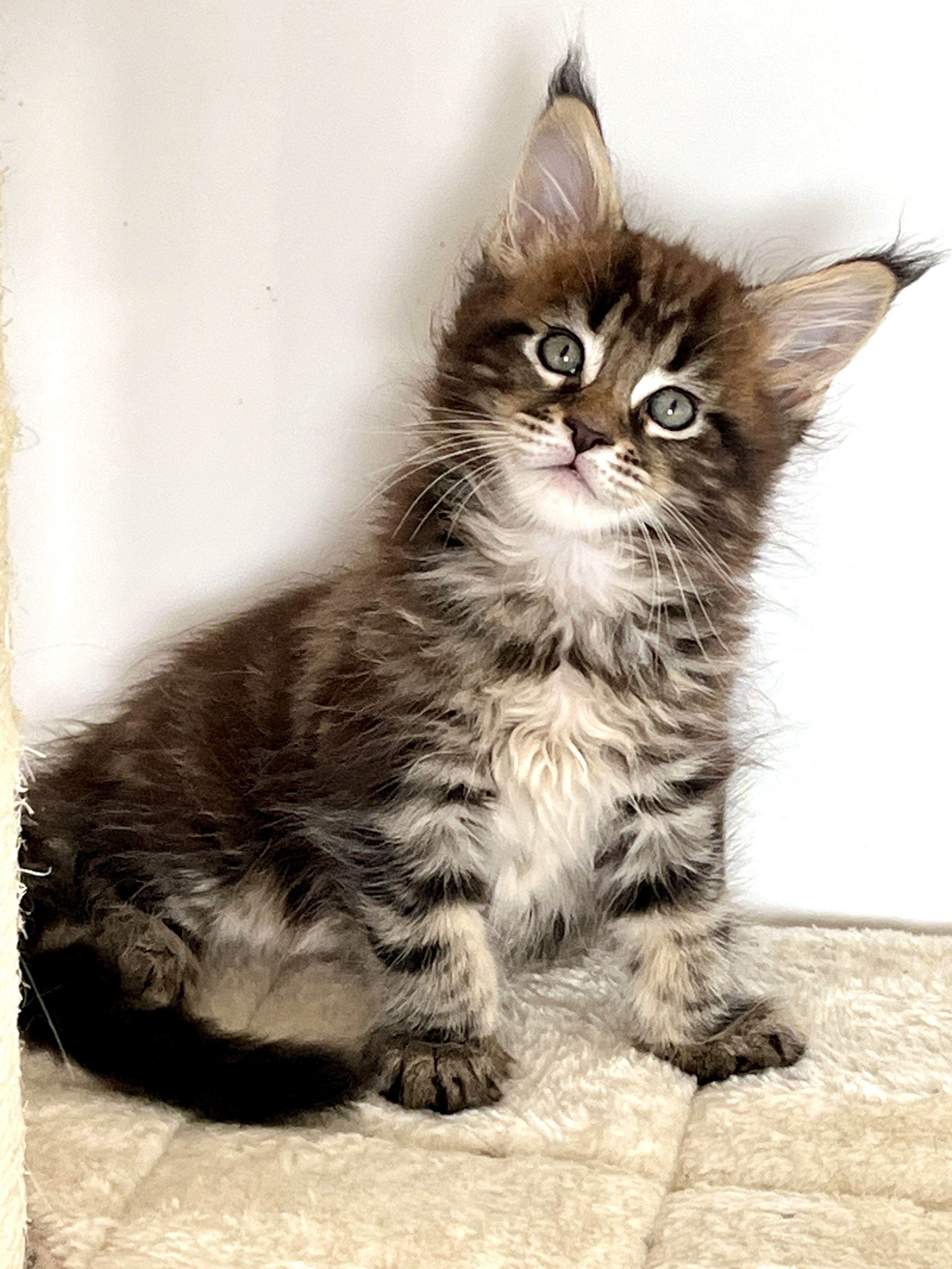 25-0613 Tabby, Maine Coon, Male*On HOLD*