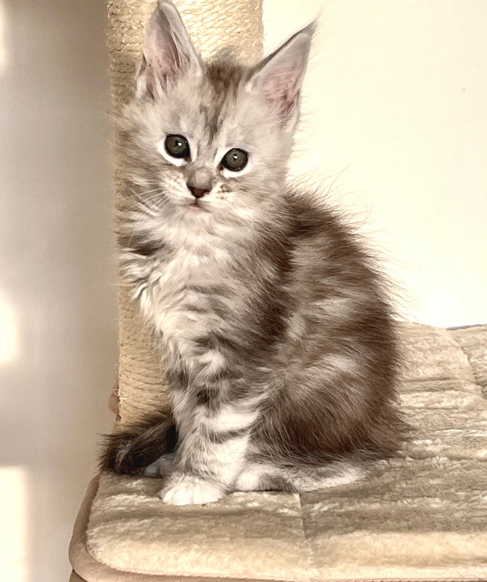 Cat Breeder Scotland: Top Picks for Feline Lovers