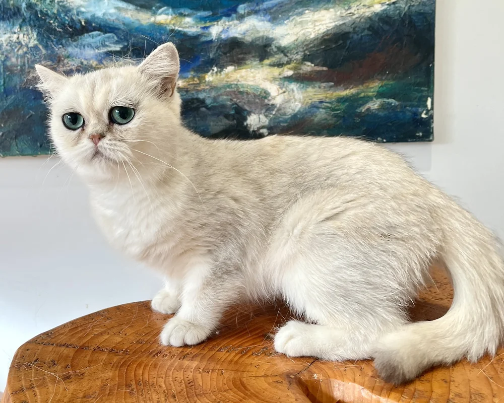 Cat Breeder Scotland: Top Picks for Feline Lovers