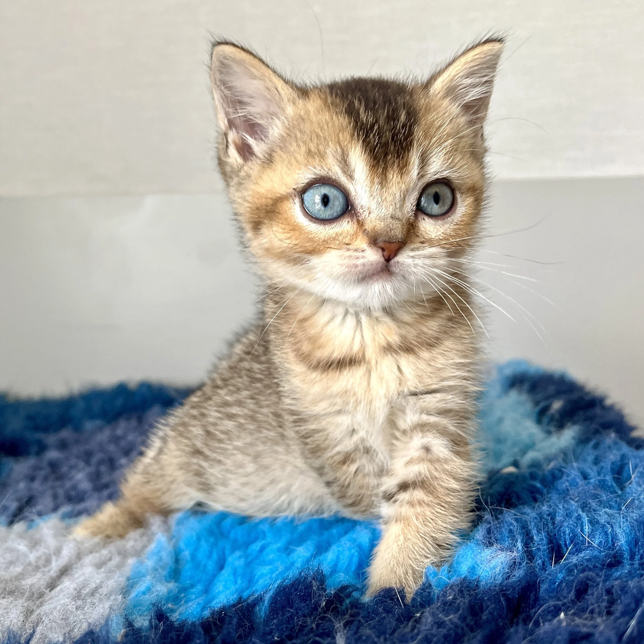 25-0709 Golden, Rare Odd Eye, Shorthair, Female