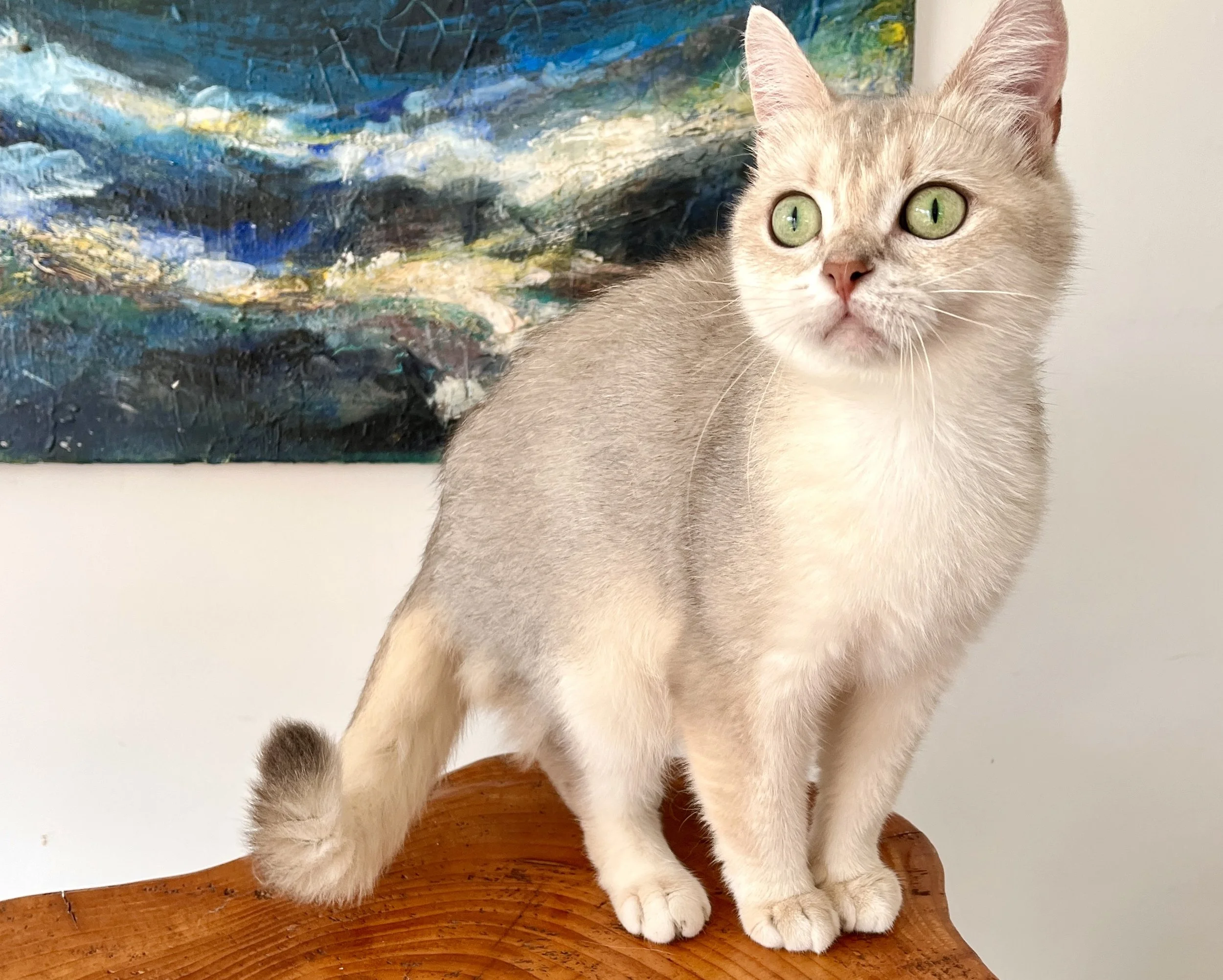 unoa 【Victorian cats Blue green】 Cat From 