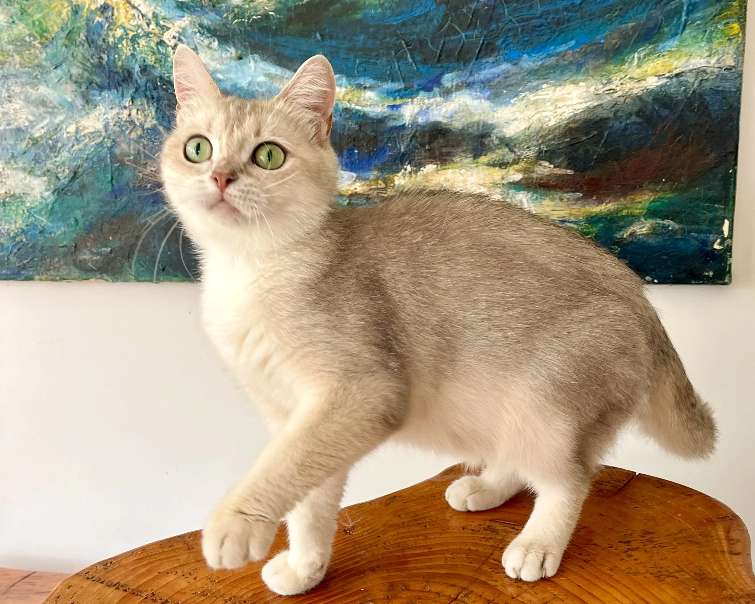 25-0801 Olympia, Blue Golden, British Shorthair, Female