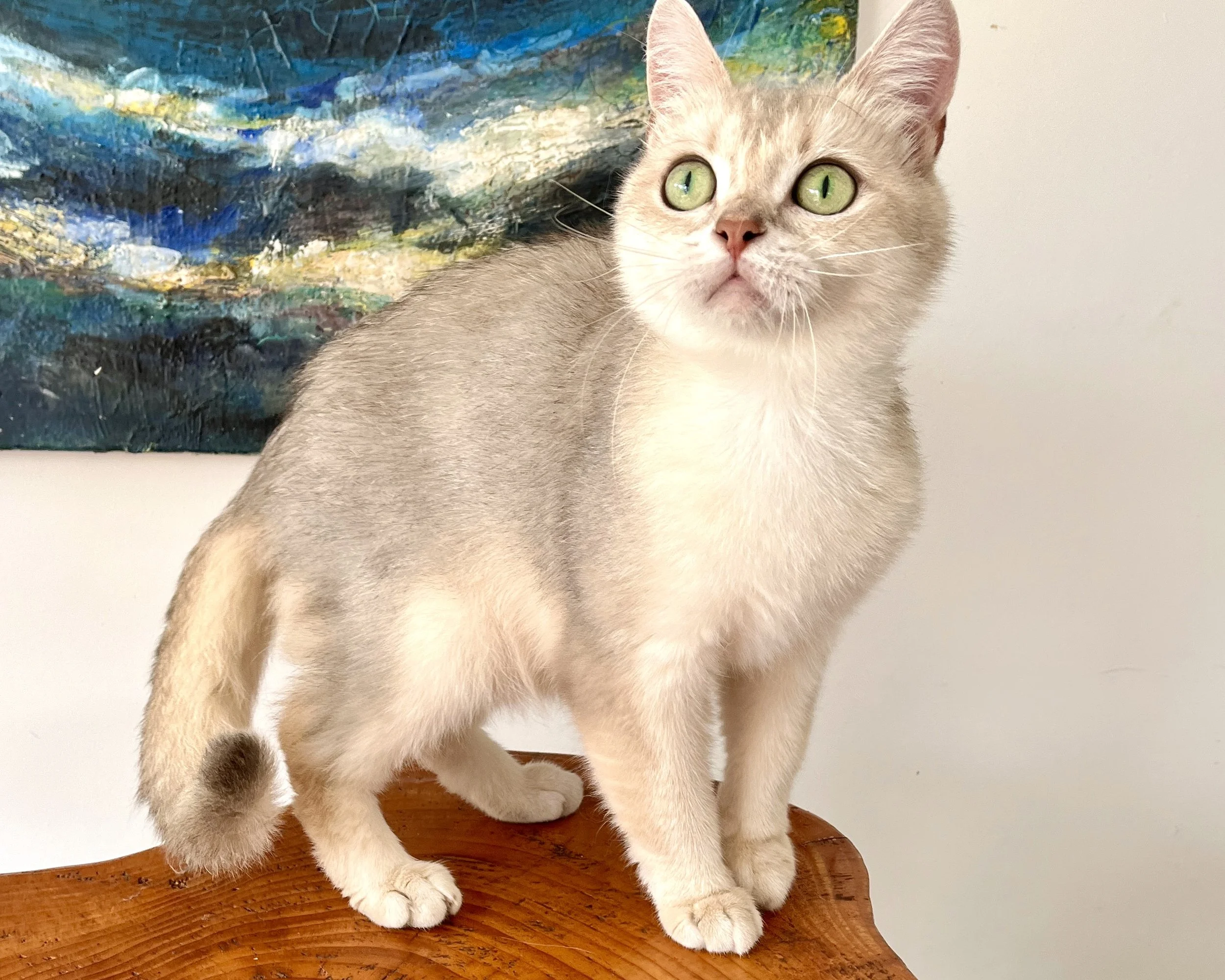 unoa 【Victorian cats Blue green】 unoa 【Victorian cats Blue green】 Vintage Chinese Turquoise