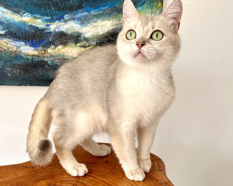 25-0801 Olympia, Blue Golden, British Shorthair, Female