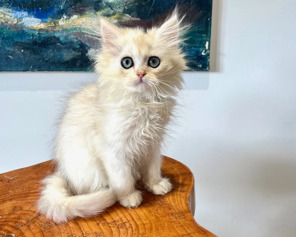 Cat Breeder Scotland: Top Picks for Feline Lovers